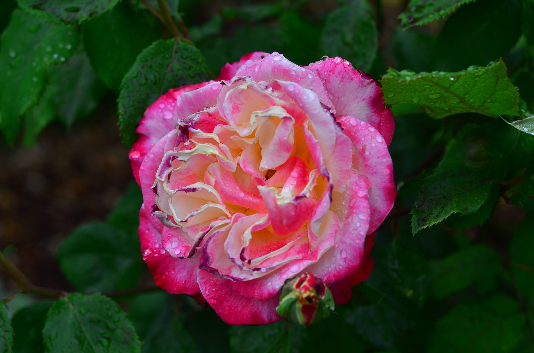 Королева двухцветных чайно-гибридных роз дабл делайт