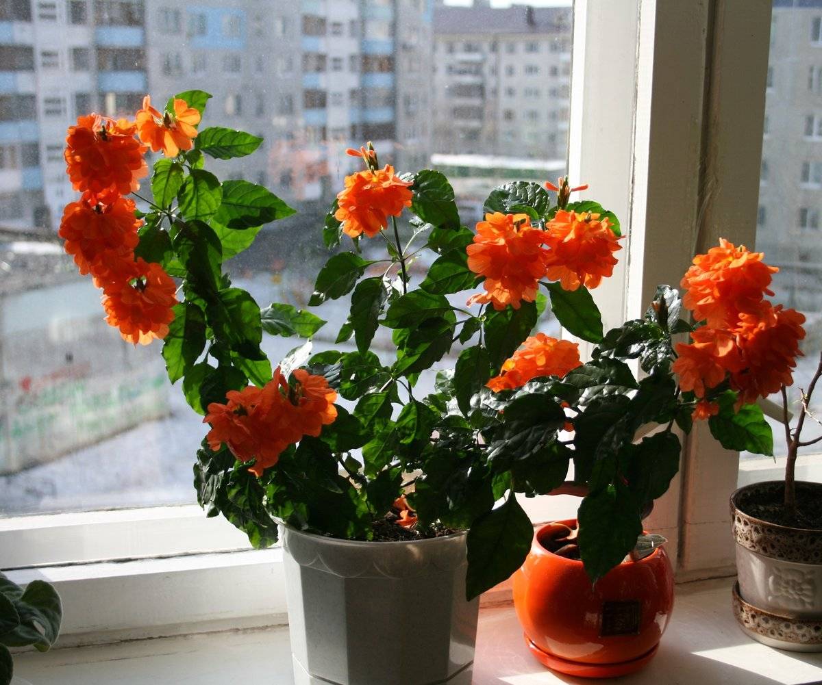 Цветок кроссандра уход в домашних условиях, кроссандра фортуна комнатная