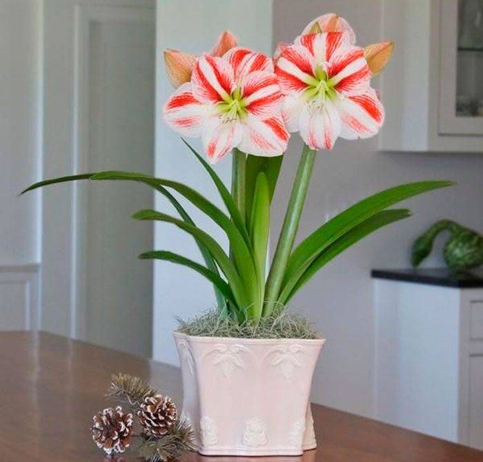 Амариллис уход за цветком в домашних условиях с фото и видео