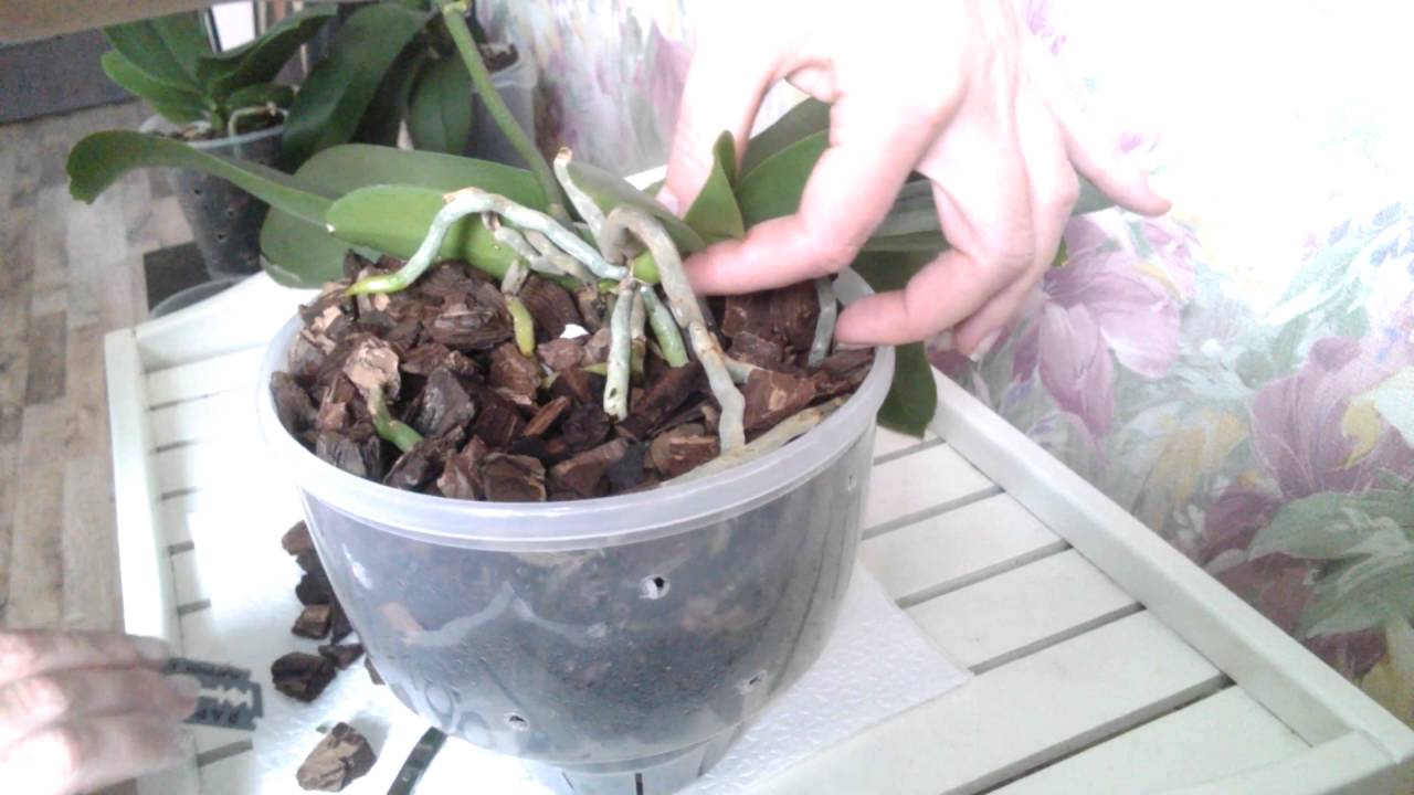 Как посадить орхидею в домашних условиях в горшок - правила и секреты