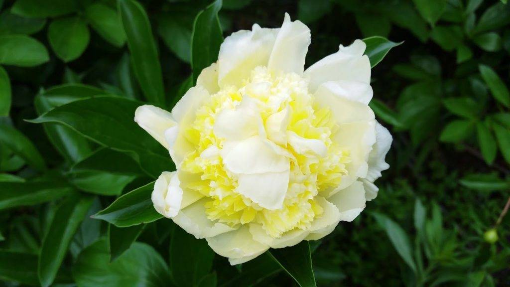 Пион лемон шиффон (paeonia lemon chiffon) – как вырастить цветок