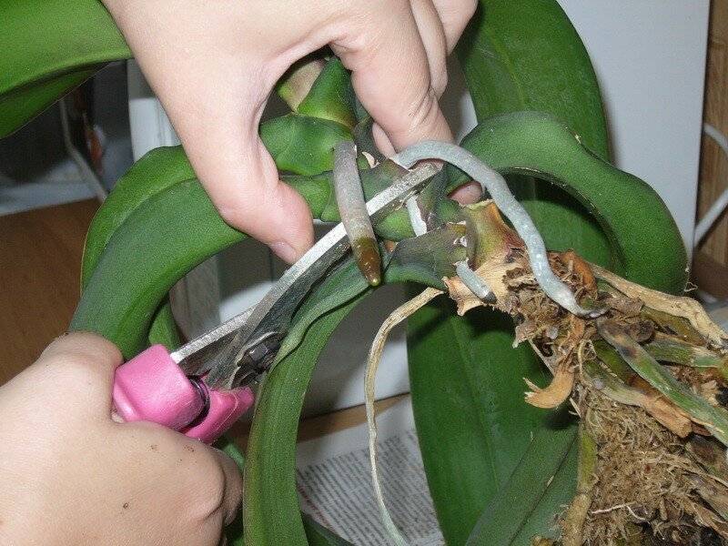 Размножение орхидей корнями, в том числе воздушными: можно ли его осуществить в домашних условиях и если да, то как? selo.guru — интернет портал о сельском хозяйстве