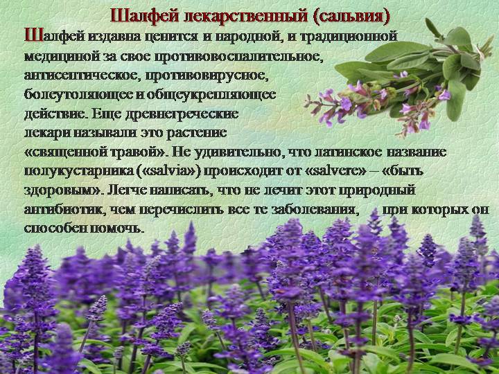 Шалфей (сальвия): выращивание из семян, уход и посадка (когда сажать), виды, фото, лечебные свойства