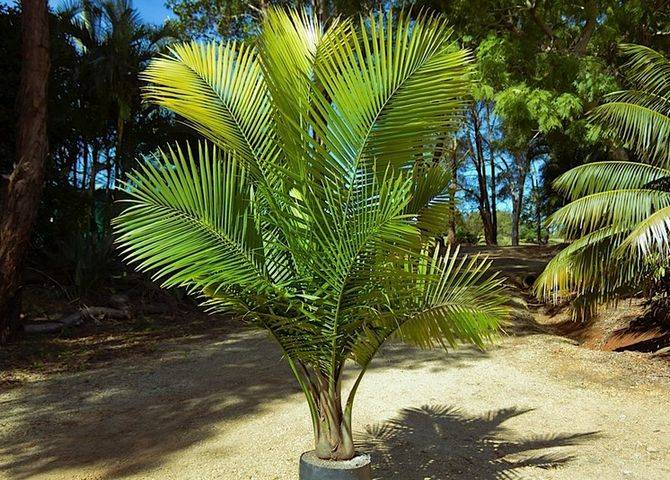 Всё о пальме: что представляет собой данное растение, где и сколько растет, а также как выглядит на фото?