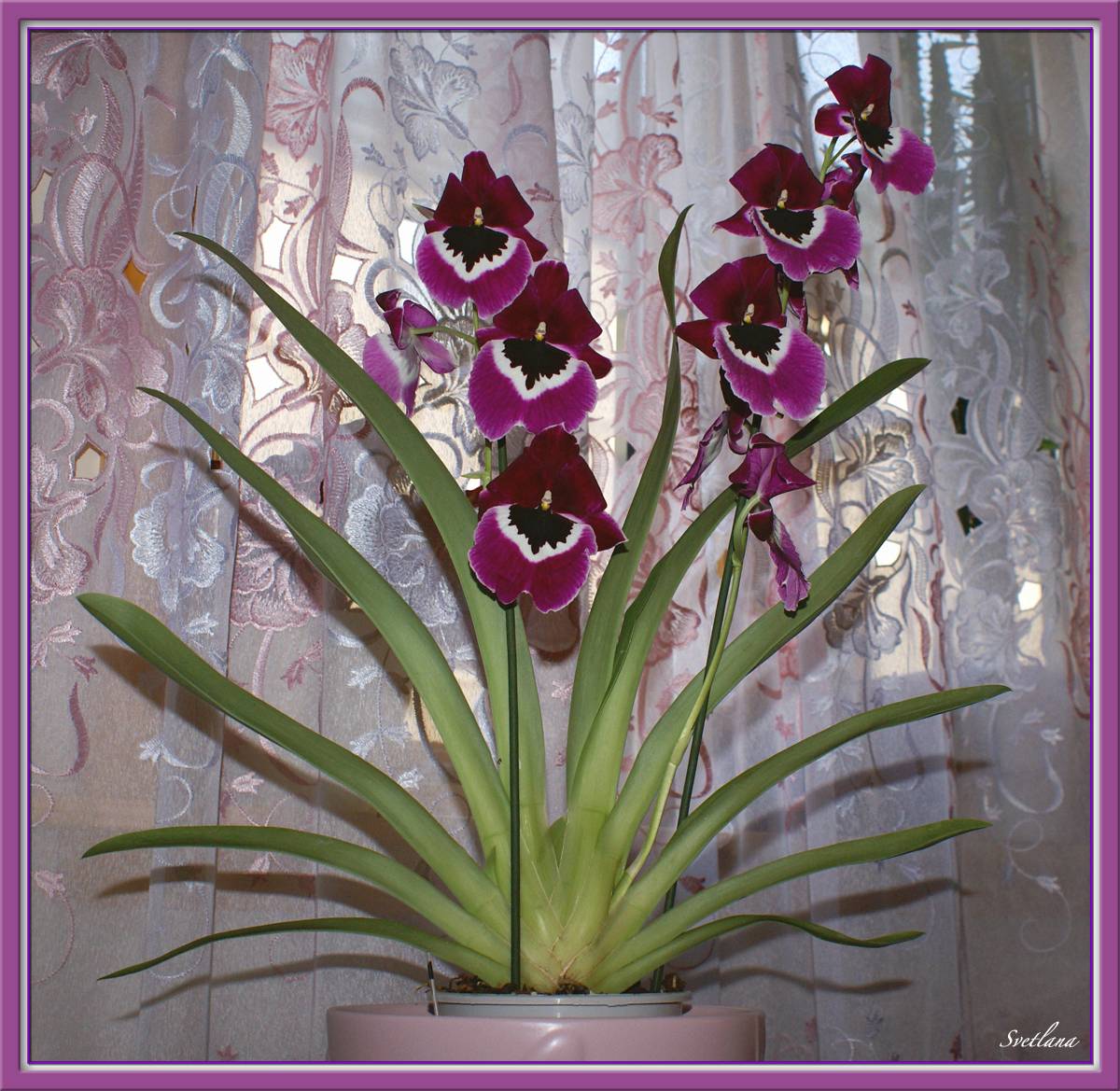 Орхидея мильтония - особенности выращивания и уход