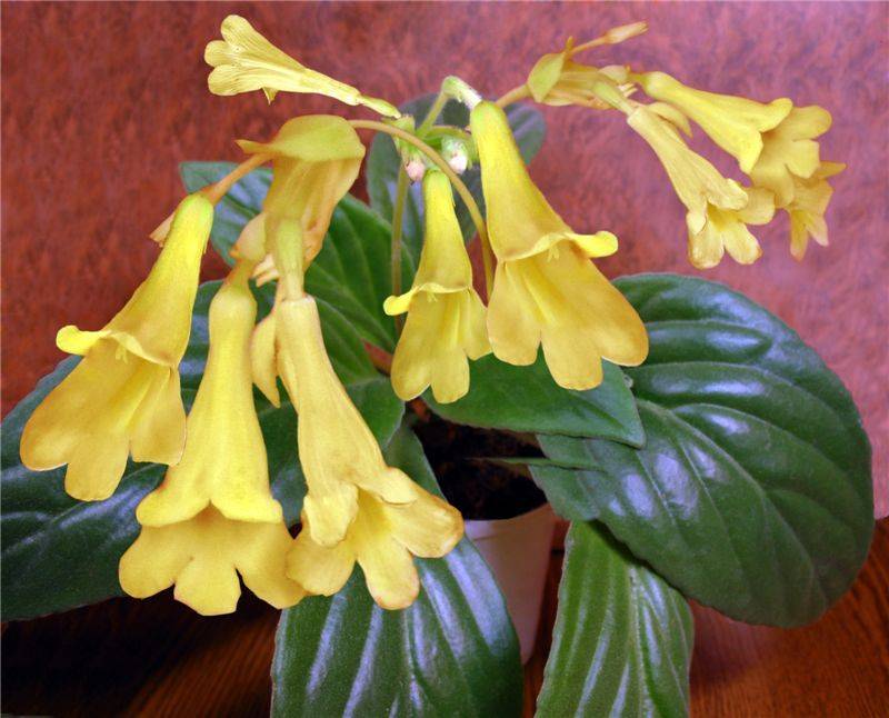 Хирита: размножение и уход за цветком в домашних условиях