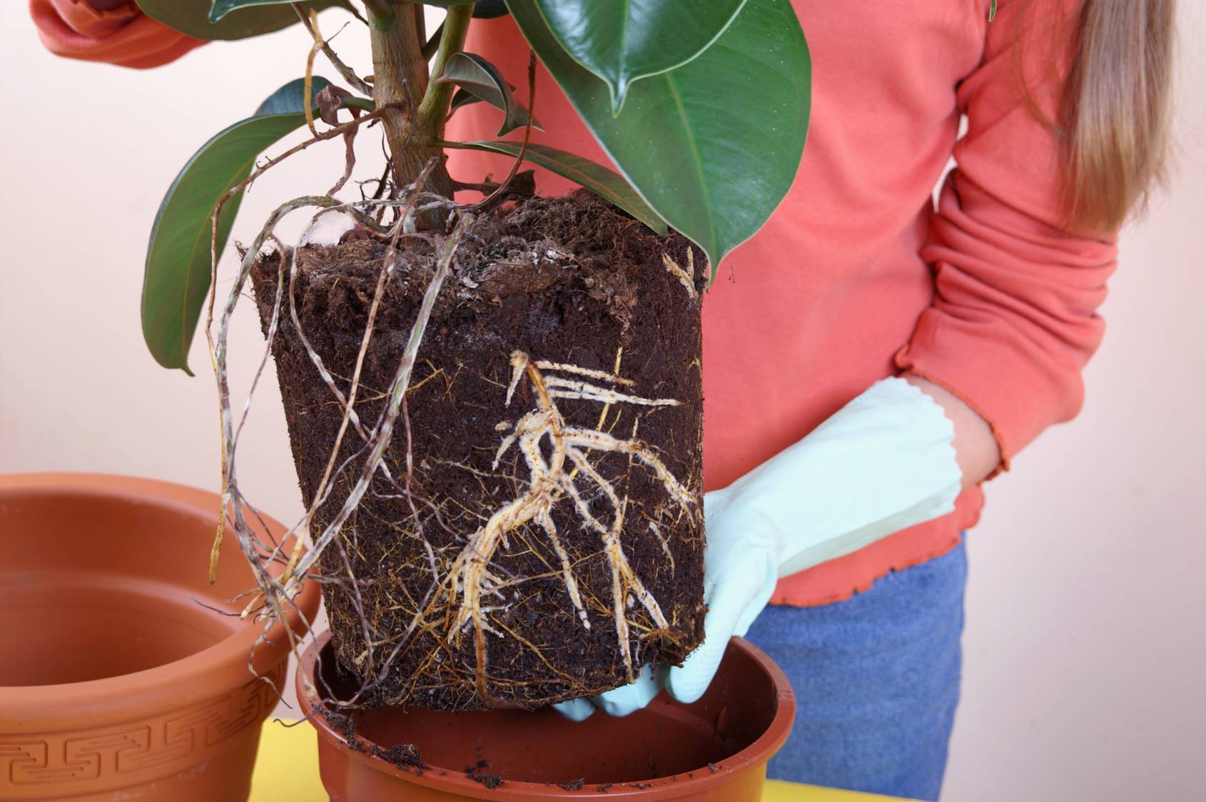 Особенности лировидного фикуса: размножение и уход, правила обрезки листьев в домашних условиях