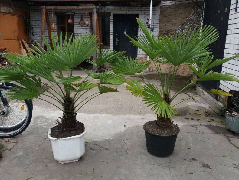 Пальмы, разнообразие видов. выращивание в домашних условиях. фото — ботаничка
