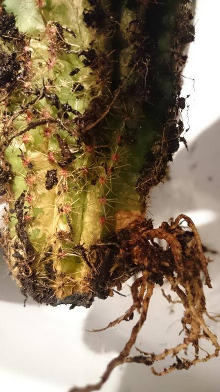 Болезни кактусов: как спасти растение, если оно начало гнить, борьба с вредителями, белым налетом и другими заболеваниями + фото и видео