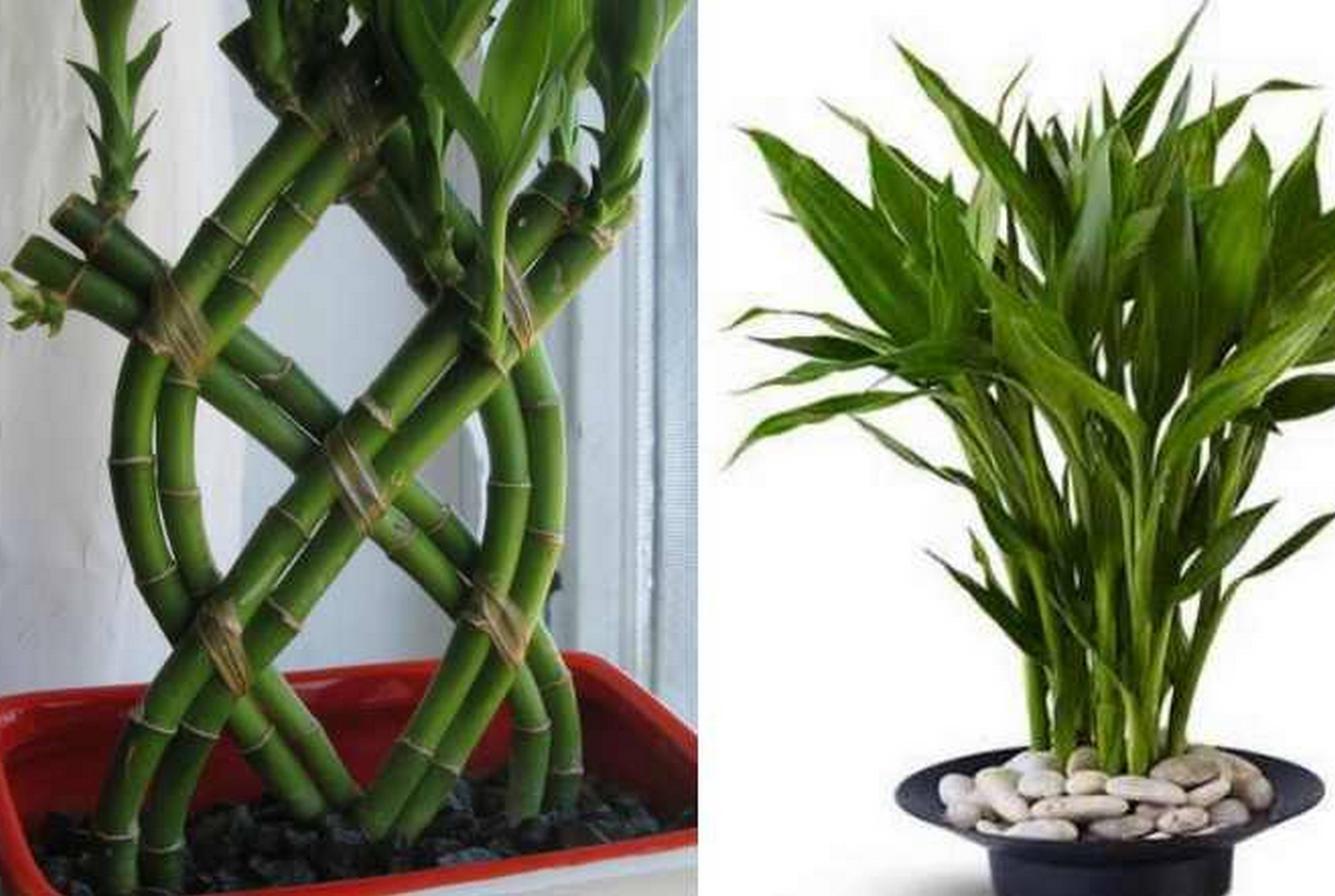 Комнатный бамбук счастья, как ухаживать и выращивать в домашних условиях, посадка и размножение, фото в декоре
