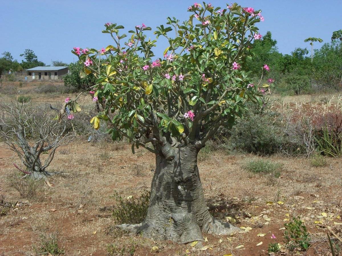 Адениум – удивительное африканское мини-дерево
