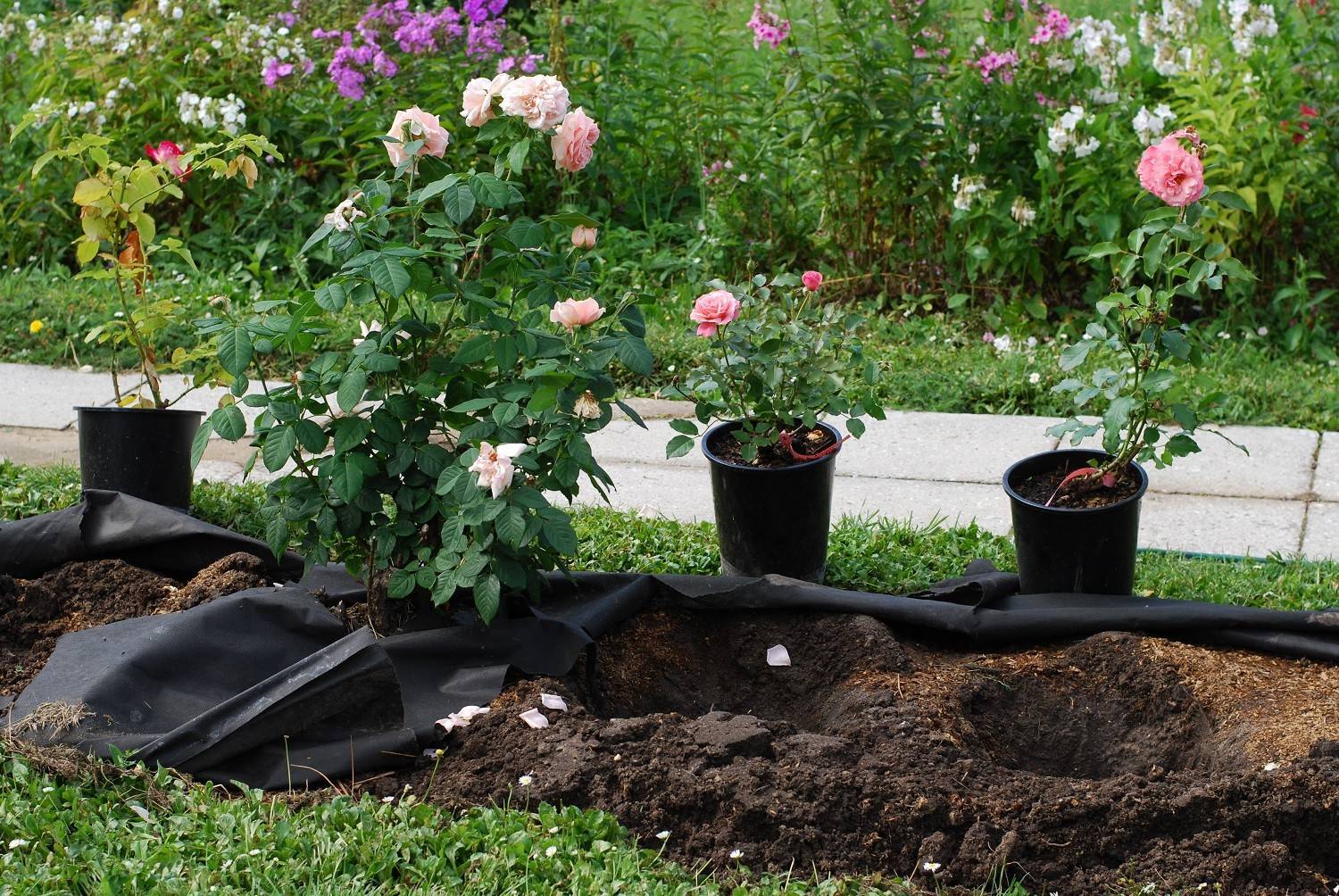 Когда размножать розы черенкованием в грунт: летом или осенью