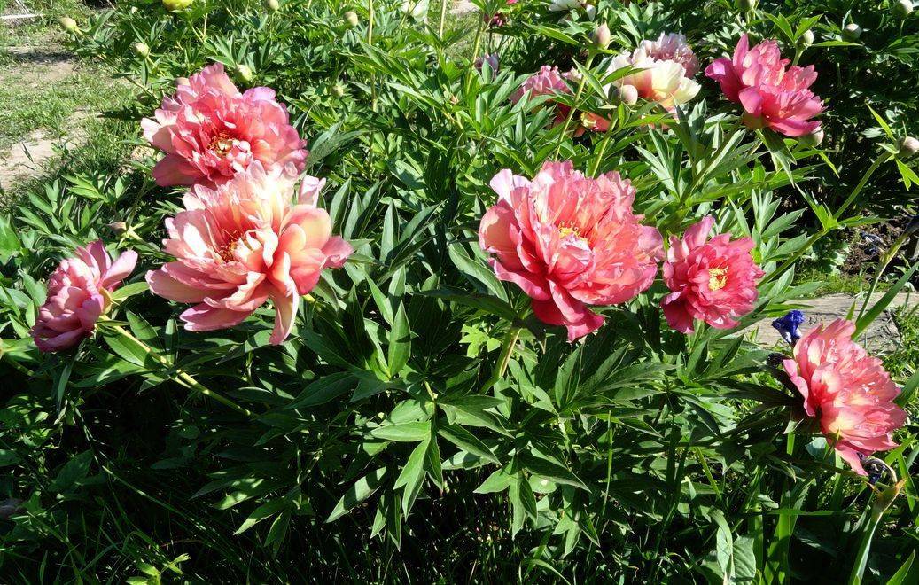 Пионы «джулия роуз»: описание сорта и особенности выращивания - агро журнал "ru поле"