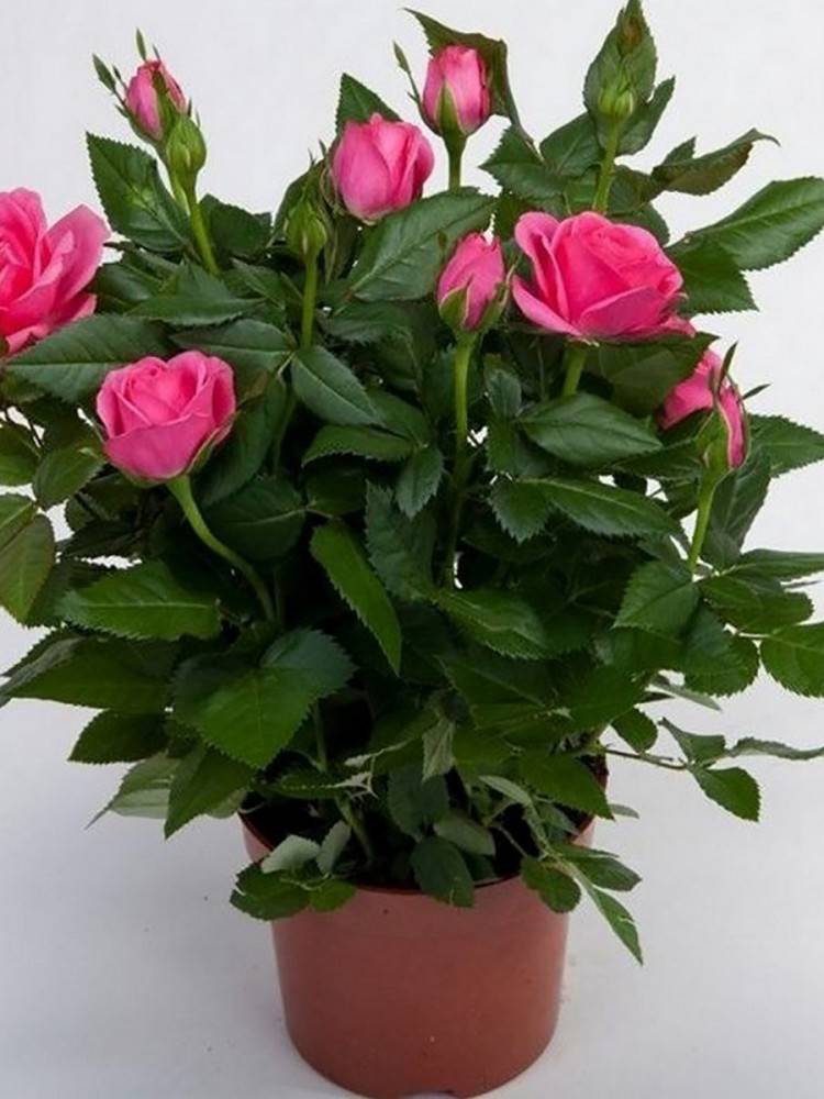 Роза домашняя: уход в домашних условиях. как правильно выращивать комнатные розы в горшках, чтобы они цвели