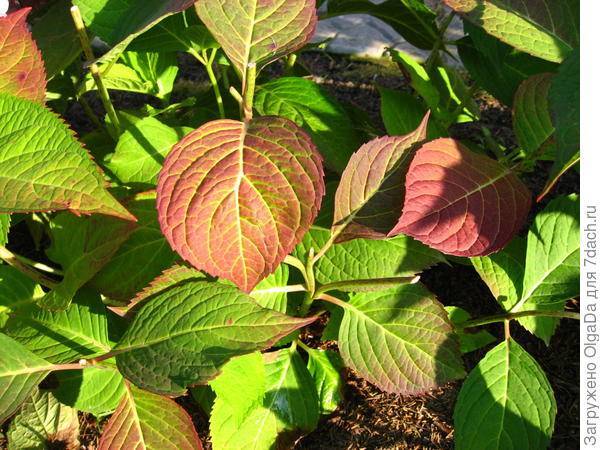Почему краснеют листья у гортензии и что с этим делать?