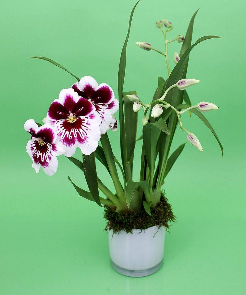 Мильтония: уход за орхидеей в домашних условиях