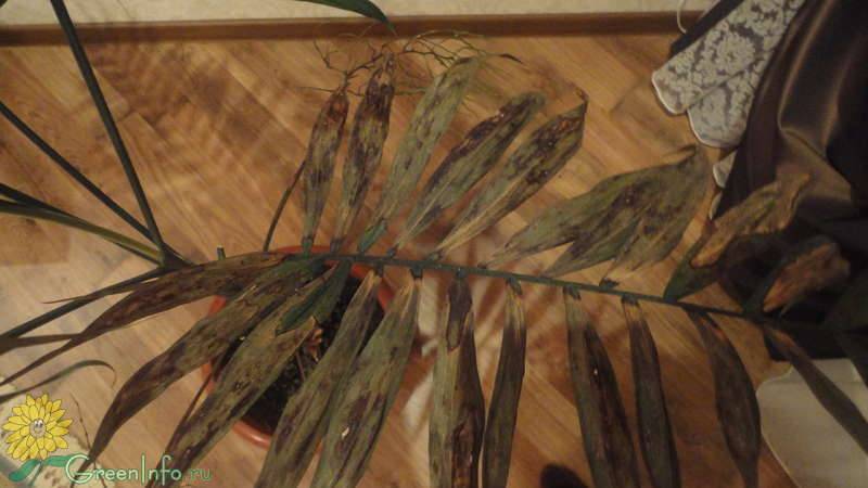 Болезни хамедореи: почему сохнут листья, что делать
