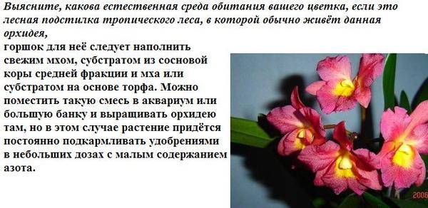Самые необычные и редкие орхидеи. балерина и еще 20 фото экзотических цветов