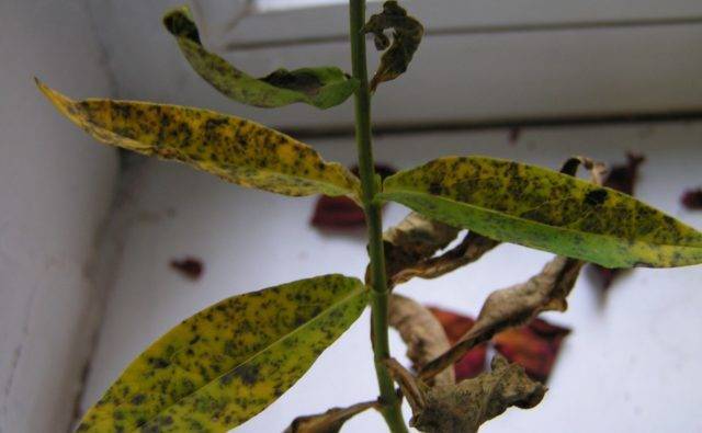 Почему у флоксов сохнут (желтеют) листья: болезни с фото и что делать