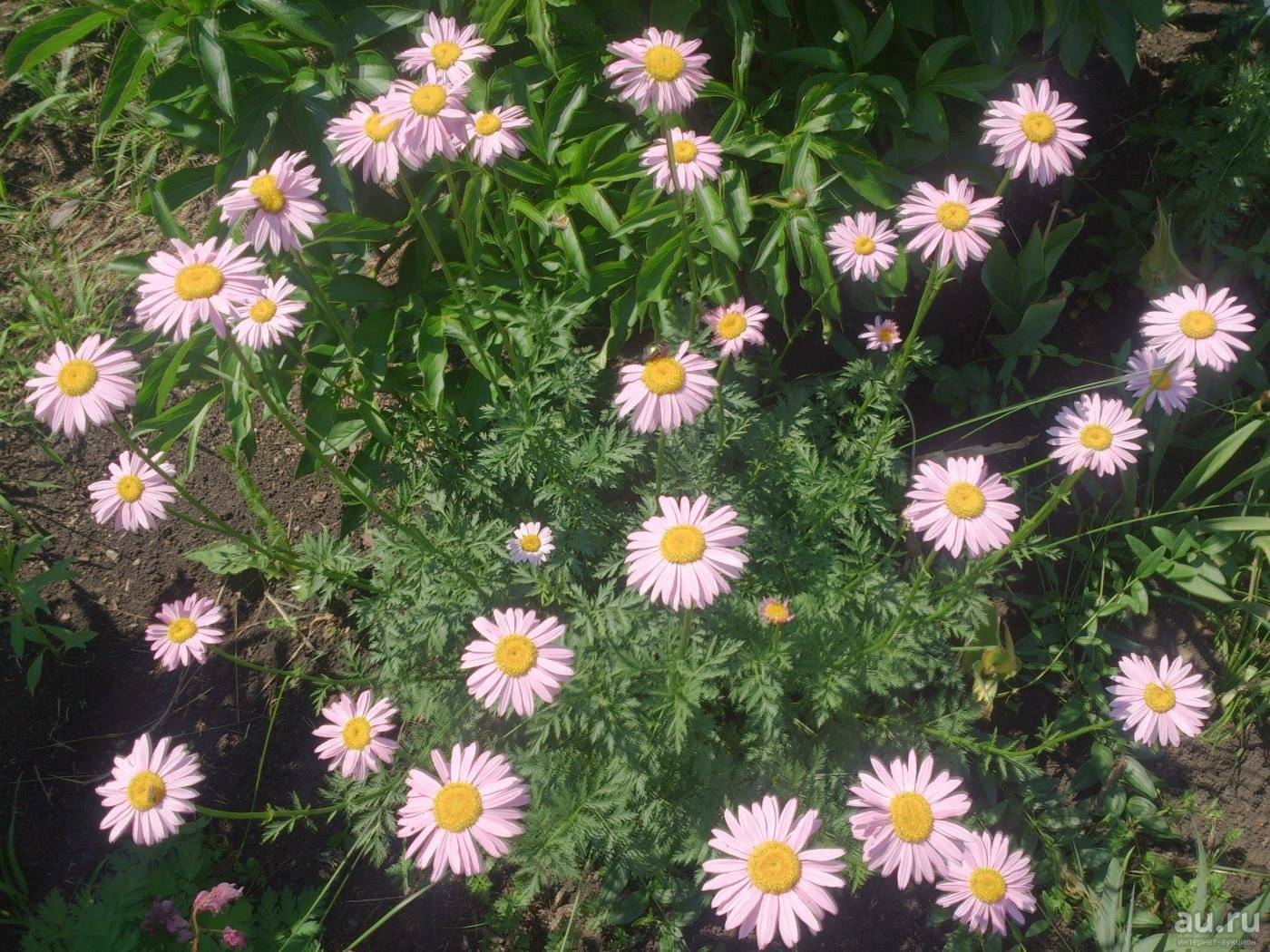 Пиретрум: фото цветка, посадка и уход в открытом грунте