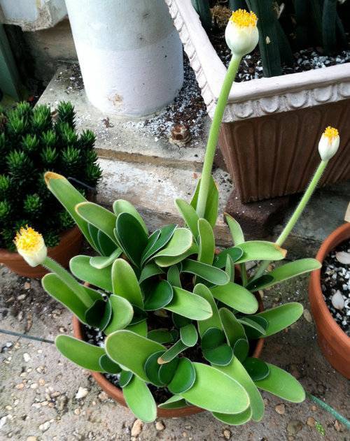 Гемантус — уход в домашних условиях за цветком
