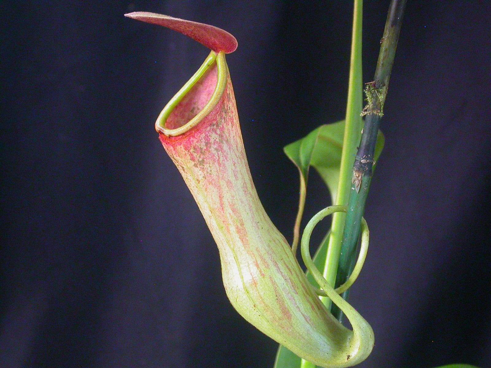 Хищное растение непентес, уход в домашних условиях, способ питания и размножение цветка