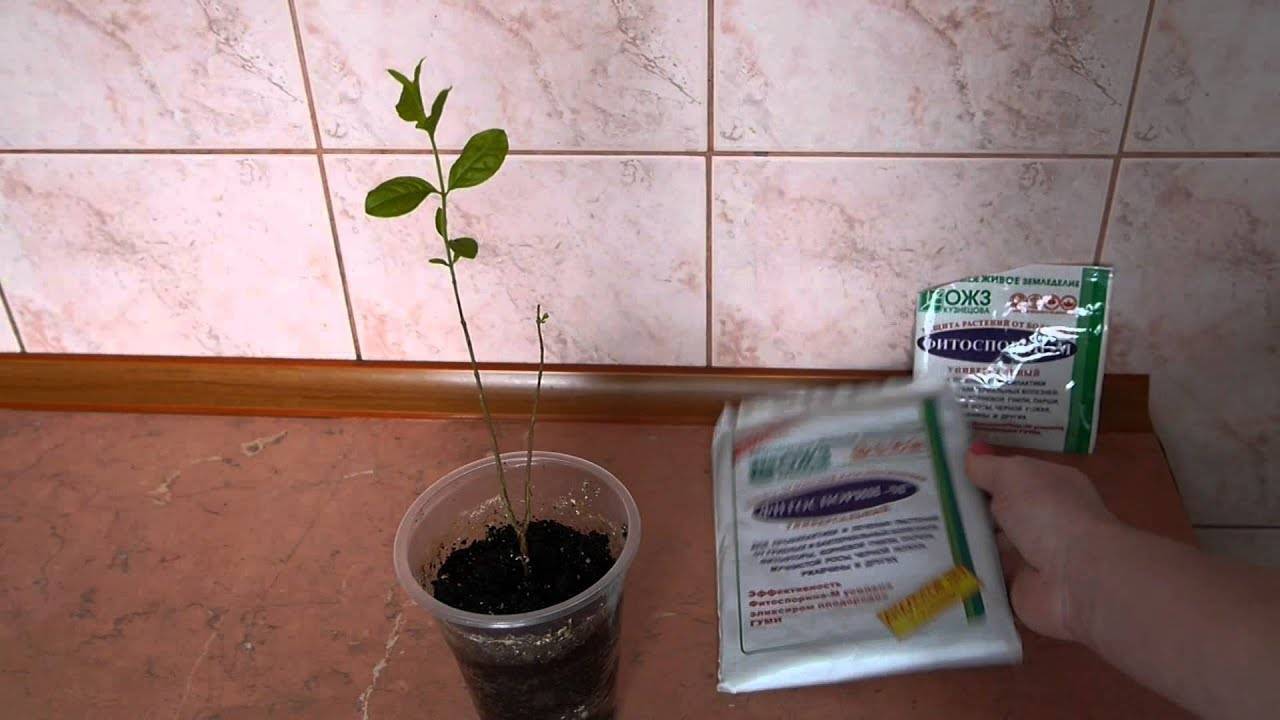 Фитоспорин для комнатных растений: инструкция по применению современного биофунгицида