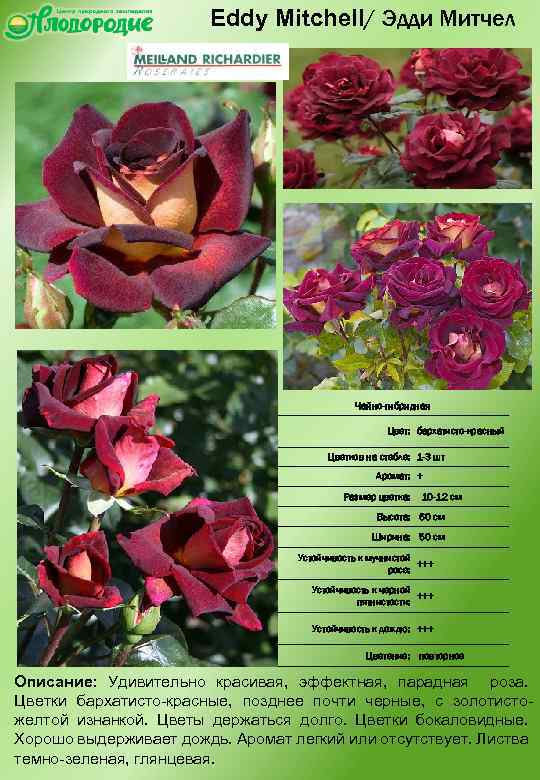 Зеленые розы: фото и наименования популярных сортов с зелеными лепестками, особенности выращивания