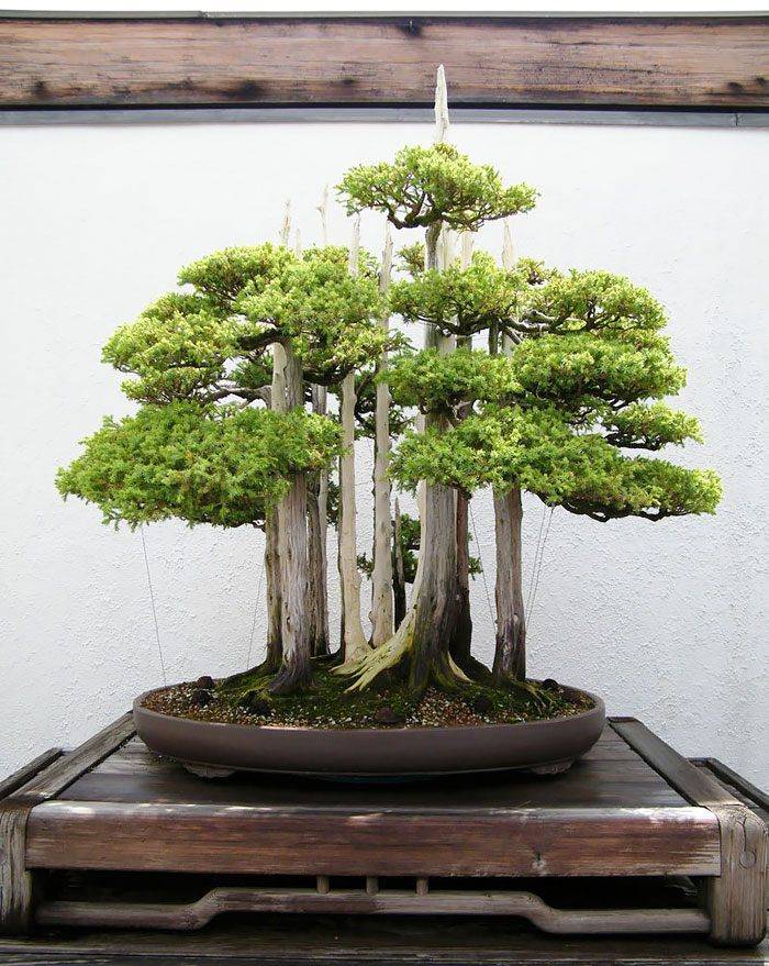 Стили бонсай - jplant породы деревьев и стили бонсай