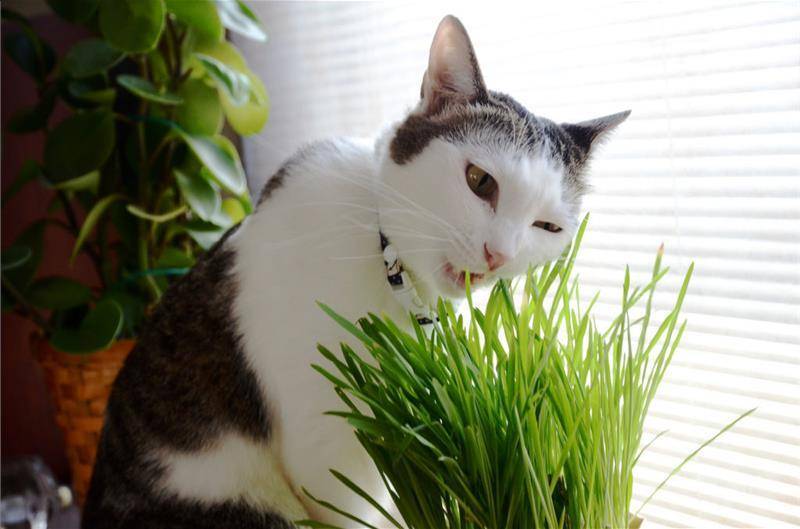 Как отучить котенка и взрослую кошку гадить в цветочные горшки