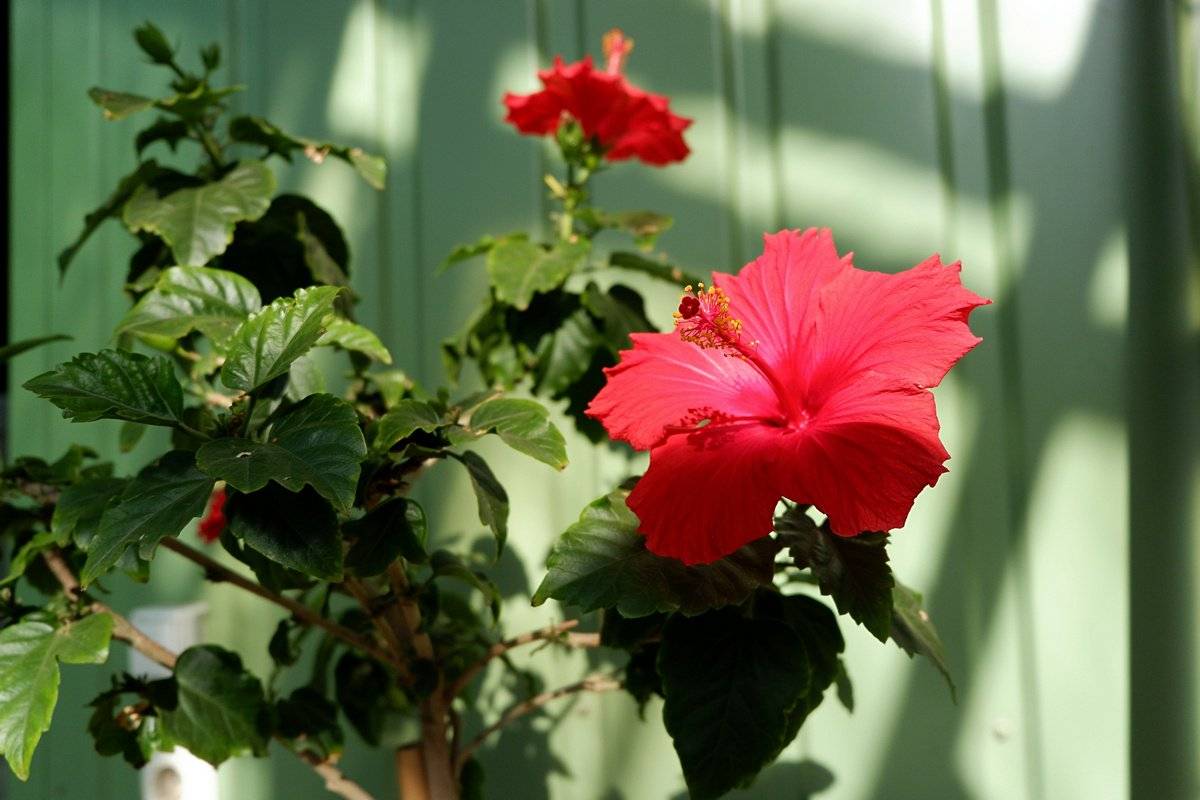 Китайская роза, или “гибискус” – цветок смерти?