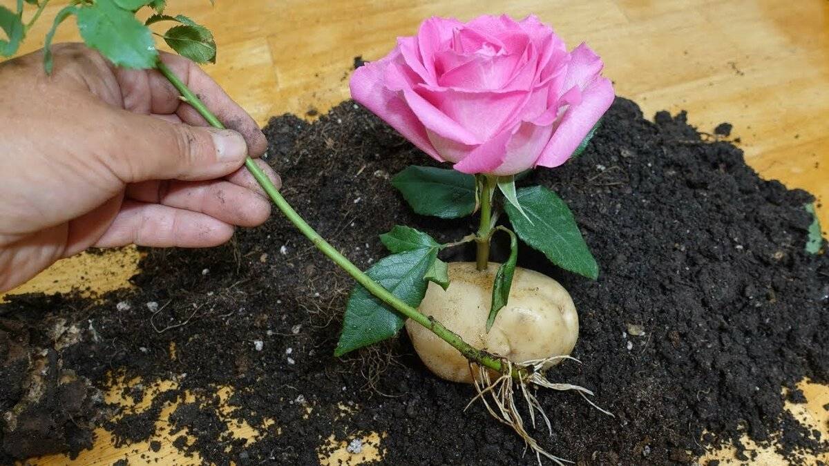 Размножение роз черенками в домашних условиях: способы, выращивание