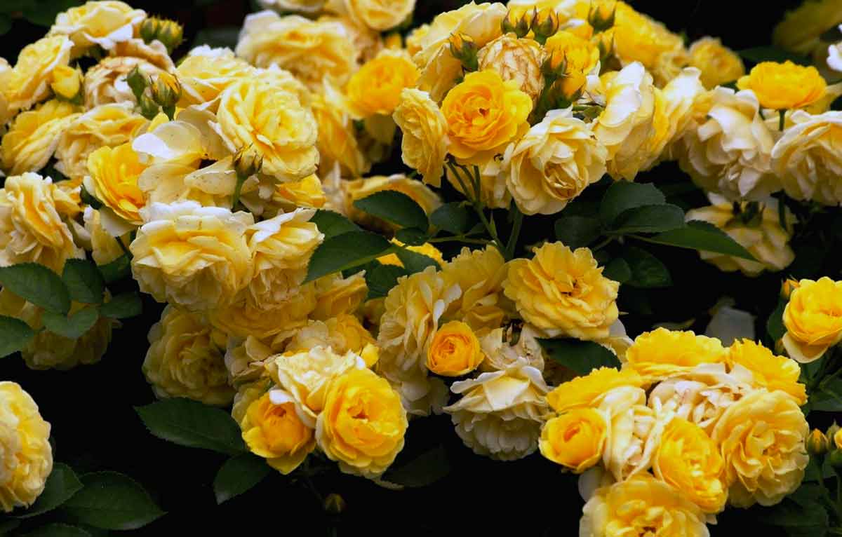 Роза флорибунда сорта с фото и названиями