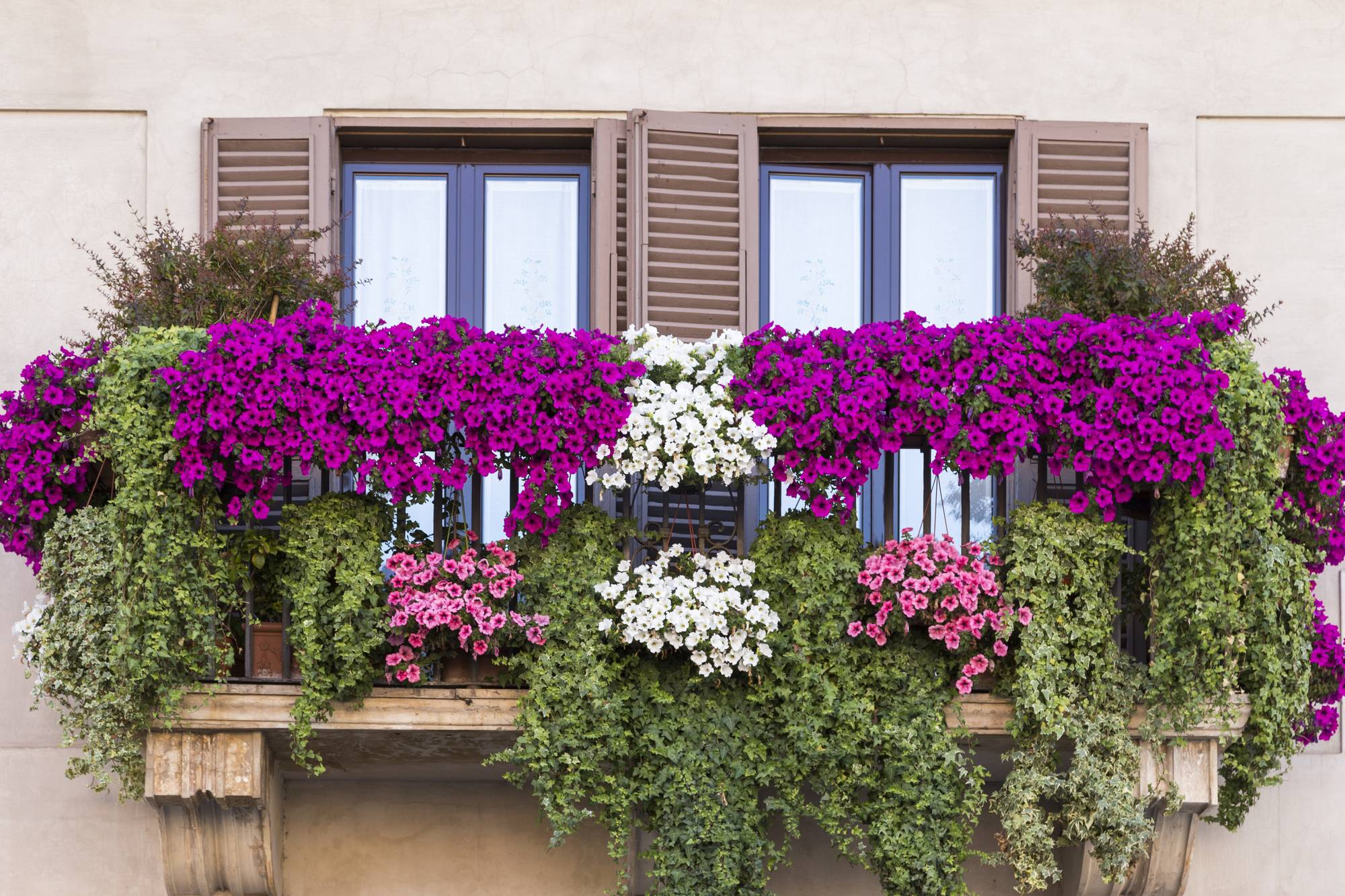 Растения на балконе для начинающих: рассада цветов летом, какие красивые можно и хорошо посадить из семян для новичков в мае и когда правильно, про агриколу садовую