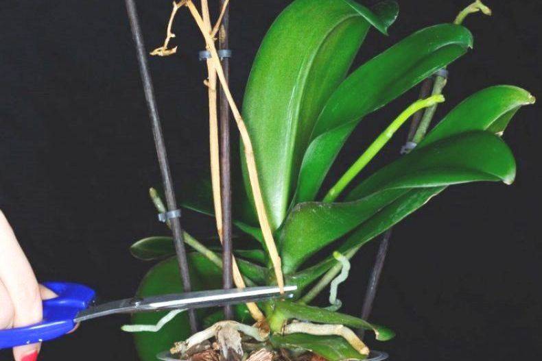 Уход за орхидеями: как обрезать после цветения?