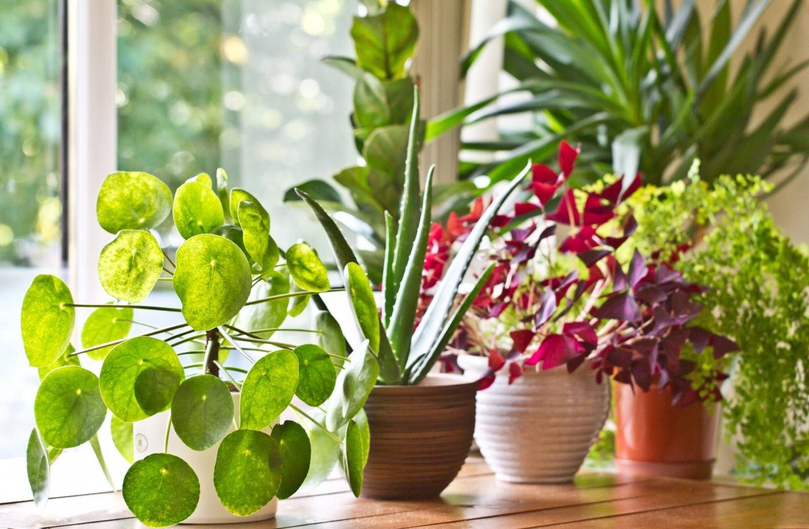 Какие 10 комнатных растений приносят счастье, любовь и благополучие