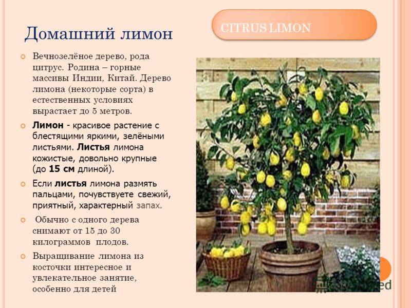 Лимонник дальневосточный — посадка и уход, фото примеры от садоводов!