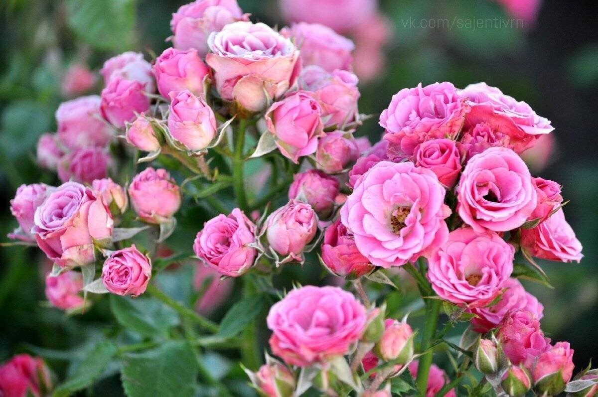 Описание и характеристики сорта розы-спрей лидия лавли: размножение и цветение