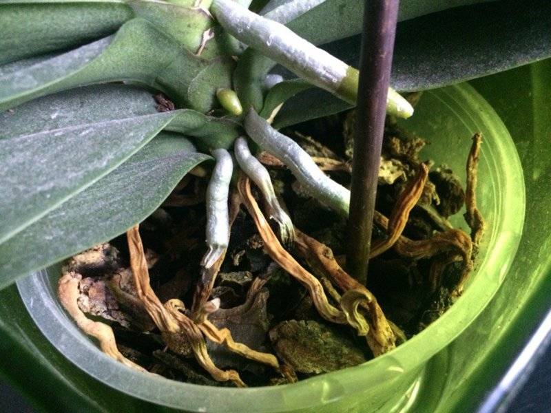 Реанимация корней орхидеи и ее простое восстановление, видео о том, что делать и как спасти растение с одним плохим корнем