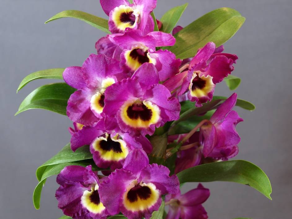 Уход за орхидеей дендробиум в домашних условиях: какой нужен грунт, как часто поливать землю, а также фото этого цветка selo.guru — интернет портал о сельском хозяйстве