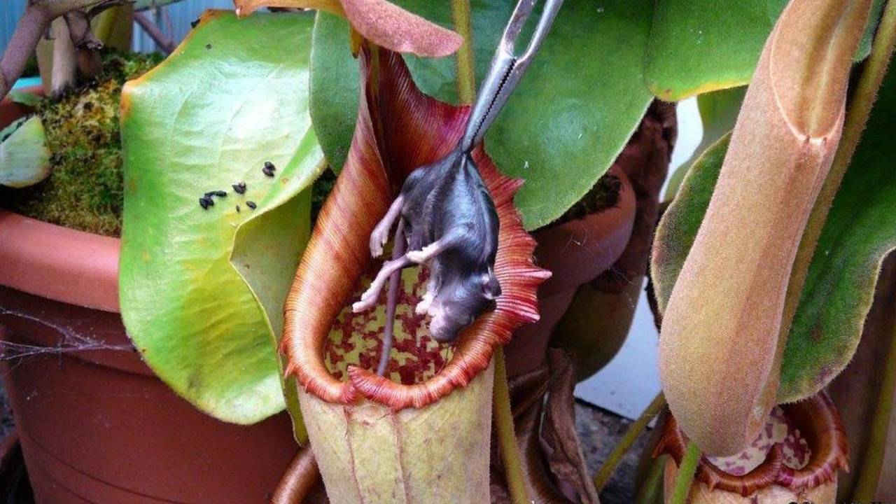 Непентес в домашних условиях как ухаживать за непентесом растение хищник мухоловка фото видов