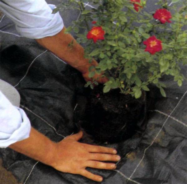 Выращивание почвопокровных роз