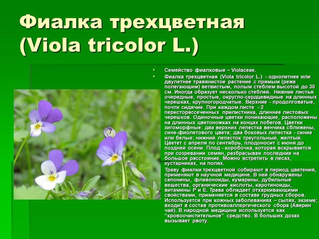 Лечебные свойства цветка фиалка трехцветная — описание растения