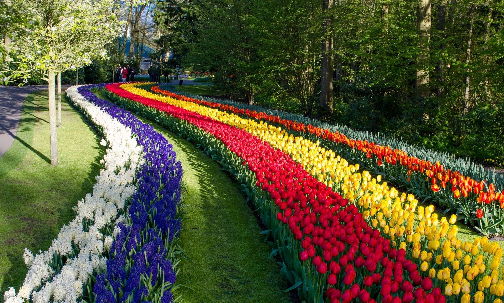 Большой весенний сад европы — парк кекенхоф. кёкенхоф - "сад европы" сад европы что за страна