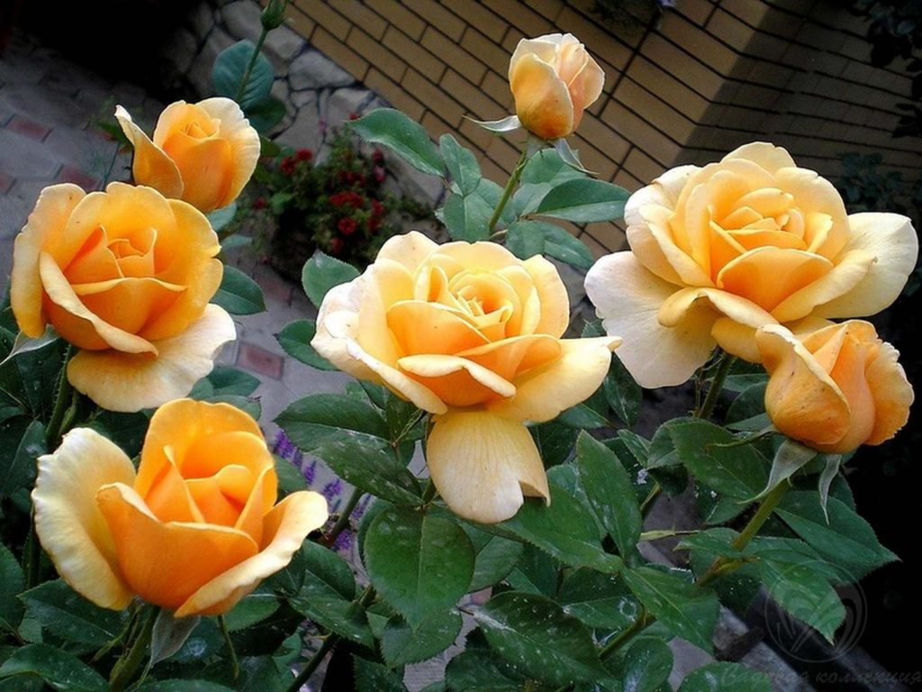 Роза ностальжи (nostalgie): описание сорта, фото, а также рекомендации по посадке, размножению и уходу за растением, использование его в ландшафтном дизайнедача эксперт
