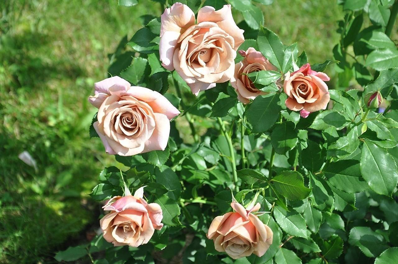 Роза Коко Локо (Koko Loko) — описание сортового цветка