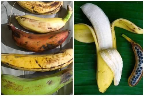 Как посадить и вырастить банан в домашних условиях?