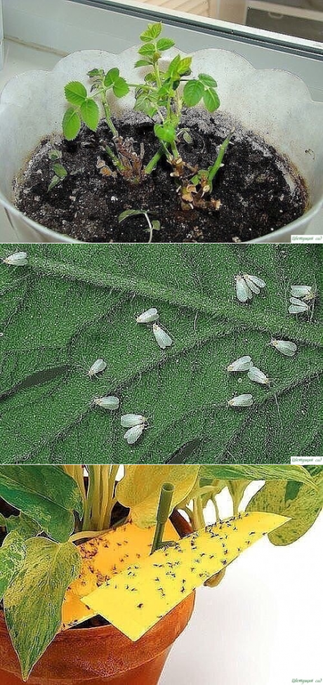 Как избавиться от мошек в комнатных растениях и цветочных горшках
