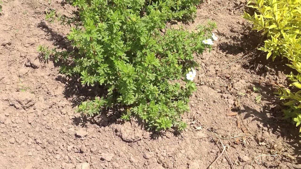 Агротехника выращивания лапчатки травянистой в открытом грунте: как ухаживать, удобрять