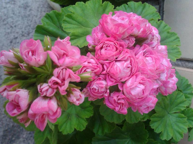 Пеларгония аплеблоссом розебуд - pocketflowers.ru